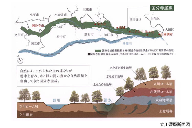 国分寺崖線の概念図